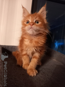 Foto №3. Maine-Coon-Kätzchen, Kissanpennut. Finnland