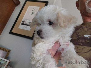 Foto №1. maltipu - zum Verkauf in der Stadt Berlin | 900€ | Ankündigung № 149841