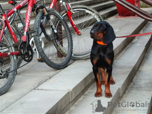 Zusätzliche Fotos: Polnischer Jagdhund des Polnischen Kennel Clubs FCI