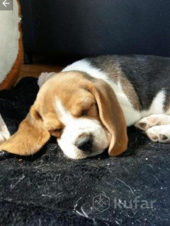 Foto №1. beagle - zum Verkauf in der Stadt  | 224€ | Ankündigung № 4383