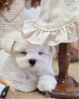 Foto №3. Entzückende Hunde, Bichons maltesisch, wollen ein Foyer haben!. Frankreich