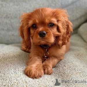 Foto №1. cavalier king charles spaniel - zum Verkauf in der Stadt Hudiksvall | 1000€ | Ankündigung № 168262