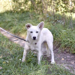 Zusätzliche Fotos: Die weiße Hündin Gerda sucht eine liebevolle Familie.