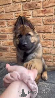 Foto №2 zu Ankündigung № 166963 zu verkaufen deutscher schäferhund - einkaufen Frankreich quotient 	ankündigung, züchter