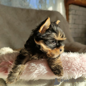 Foto №2 zu Ankündigung № 148568 zu verkaufen yorkshire terrier - einkaufen Deutschland züchter