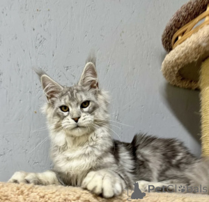 Foto №1. maine-coon-katze - zum Verkauf in der Stadt Baden-Baden | 990€ | Ankündigung № 163718