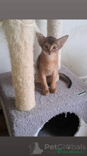 Foto №4. Ich werde verkaufen abessinierkatze in der Stadt Huldenberg. quotient 	ankündigung - preis - 510€