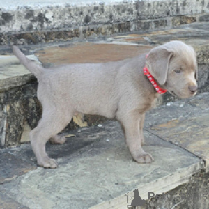 Foto №3. Labrador Retriever-Männchen, 7 Wochen alt, bereit bis zum 30. März. Deutschland