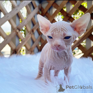 Foto №1. sphynx-katze - zum Verkauf in der Stadt Båstad | 1000€ | Ankündigung № 168490
