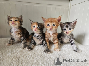 Foto №1. maine-coon-katze - zum Verkauf in der Stadt Graz | verhandelt | Ankündigung № 161160