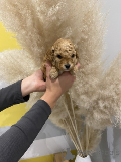 Foto №3. Toy apricot poodle!. Serbien