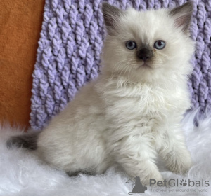 Foto №1. ragdoll-katze - zum Verkauf in der Stadt New York | 237€ | Ankündigung № 104314