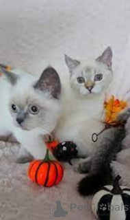 Foto №1. schottische faltohrkatze - zum Verkauf in der Stadt Wien | 580€ | Ankündigung № 163818