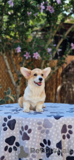 Zusätzliche Fotos: Welsh Corgi Pembroke Welpen zu verkaufen