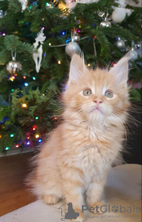 Foto №3. Reinrassige Maine-Coon-Kätzchen zur Adoption verfügbar. Deutschland