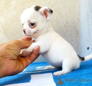 Foto №3. Toilette ausgebildet Chihuahua. Spanien