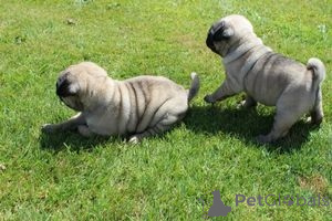 Foto №2 zu Ankündigung № 137917 zu verkaufen  - einkaufen Deutschland 