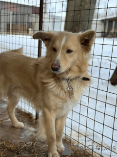 Foto №3. Auf der Suche nach einer liebevollen Person, dem Hundetopf.. Russische Föderation