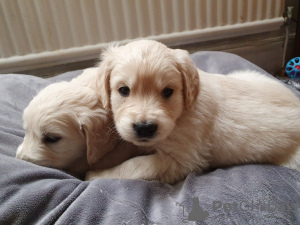 Zusätzliche Fotos: Schöne geimpfte Golden Retriever-Welpen stehen jetzt zum Verkauf