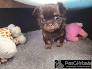 Foto №3. Schokoladen-Tri-Langhaar-Chihuahua. Deutschland