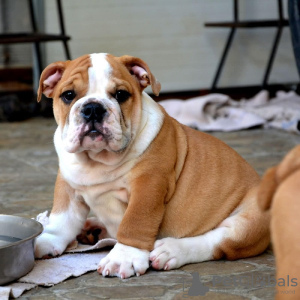 Zusätzliche Fotos: Englische Bulldogge, Spitzen rasse