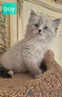 Foto №1. sibirische katze - zum Verkauf in der Stadt Georgiana | 853€ | Ankündigung № 161382