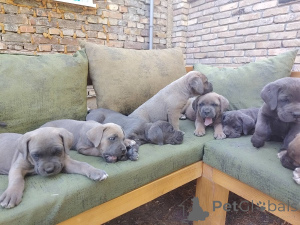 Foto №2 zu Ankündigung № 149315 zu verkaufen cane corso italiano - einkaufen Serbien züchter