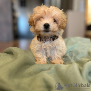 Foto №3. Maltipoo puppies. Serbien