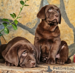 Foto №1. labrador retriever - zum Verkauf in der Stadt Warschau | 800€ | Ankündigung № 63324