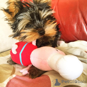 Foto №2 zu Ankündigung № 163243 zu verkaufen  - einkaufen Großbritannien 