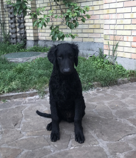 Foto №1. curly coated retriever - zum Verkauf in der Stadt Kiew | Verhandelt | Ankündigung № 3011