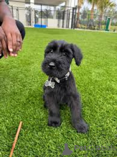 Foto №3. Schnauzerwelpen zu verkaufen. Deutschland