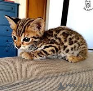 Foto №2 zu Ankündigung № 171030 zu verkaufen bengal katzenrasse - einkaufen Finnland quotient 	ankündigung, züchter