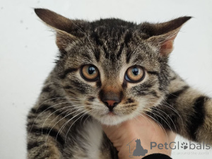 Foto №2 zu Ankündigung № 159964 zu verkaufen  - einkaufen Russische Föderation quotient 	ankündigung