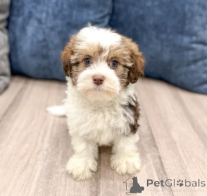 Foto №1. havaneser - zum Verkauf in der Stadt Alavus | 550€ | Ankündigung № 166140