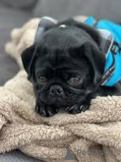 Foto №3. Lindos cachorros Mops zum Verkauf. Portugal