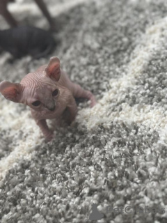 Foto №1. türkisch angora - zum Verkauf in der Stadt Cottbus | 350€ | Ankündigung № 150511