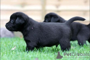 Foto №1. labrador retriever - zum Verkauf in der Stadt Ontario | Frei | Ankündigung № 124106