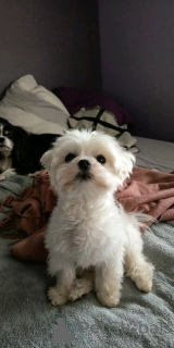 Foto №3. Chiot Bichon Maltais. Luxemburg