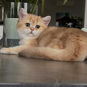 Foto №4. Ich werde verkaufen chinchilla-katze in der Stadt Berlin. züchter - preis - verhandelt