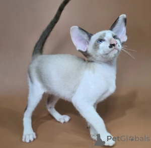 Foto №1. siamkatze - zum Verkauf in der Stadt Barsel | 350€ | Ankündigung № 177748