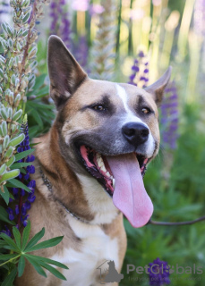 Foto №2 zu Ankündigung № 22503 zu verkaufen mischlingshund - einkaufen Russische Föderation quotient 	ankündigung