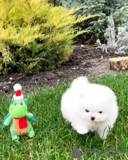 Foto №3. Pommersche Welpen. Deutschland