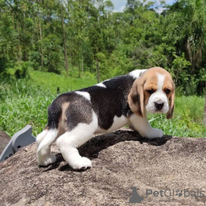 Foto №3. Wunderschöne Beagle-Welpen. Finnland