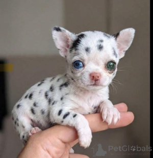 Foto №2 zu Ankündigung № 173361 zu verkaufen chihuahua - einkaufen USA züchter