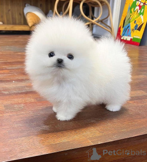 Foto №3. Süße, gesunde weiße Pomeranian-Welpen. Deutschland