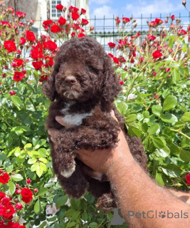 Foto №2 zu Ankündigung № 169521 zu verkaufen lagotto romagnolo - einkaufen Serbien züchter