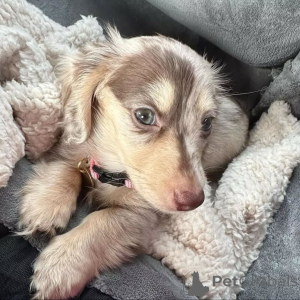 Foto №2 zu Ankündigung № 159466 zu verkaufen dackel - einkaufen Finnland 