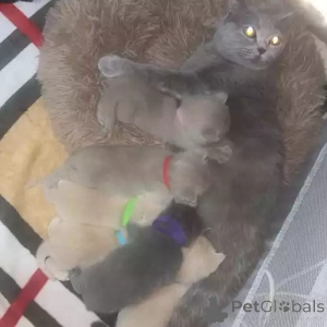 Foto №2 zu Ankündigung № 167257 zu verkaufen britisch kurzhaar - einkaufen Deutschland quotient 	ankündigung