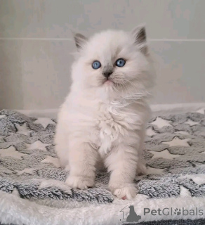Foto №3. Wunderschönes Ragdoll-Kätzchen verfügbar. Finnland